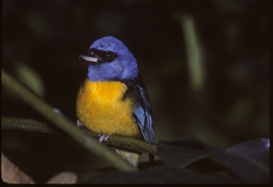 Blue-and-Yellow Tanager