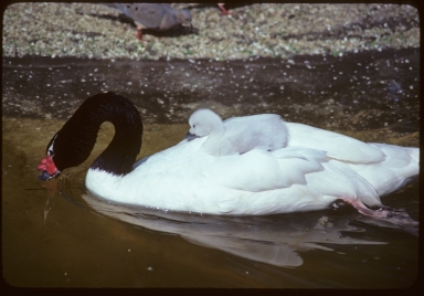 Black-necked Swan & cygnet