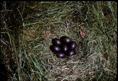 Tinamou eggs in nest