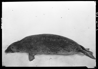 Ringed seal specimen in Wainwright, Alaska