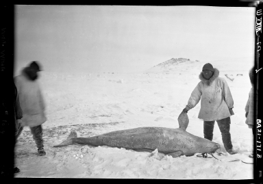 Eskimo hunters and a white whale in Wales, Alaska