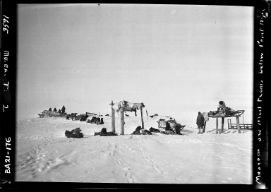 Museum and post office sled teams alongside sled dogs near Point Hope, Alaska