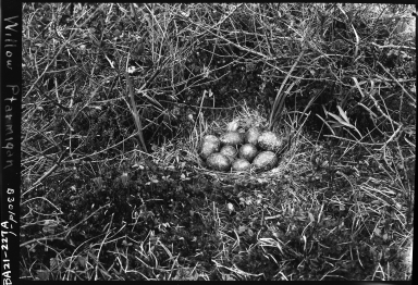 A Willow Ptarmigan's nest and eggs