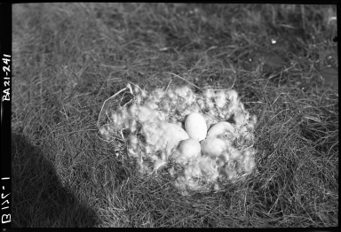 Emperor goose eggs in nest