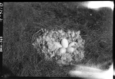 Emperor goose eggs in nest