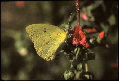 Sulfur Butterfly