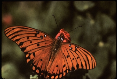Gulf Fritillary butterfly, or Passion butterfly