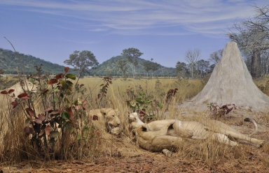 Pride of Lions Diorama in Botswana Hall