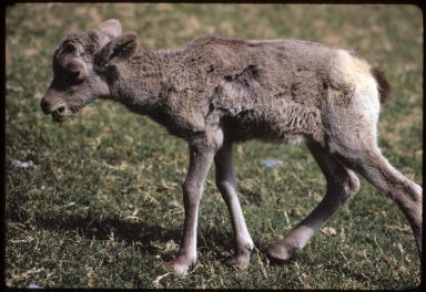 Desert Bighorn lamb, Ovis canadensis nelsoni