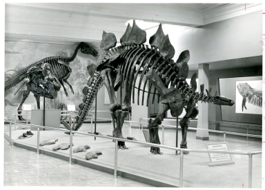 Articulated Stegosaurus Skeleton