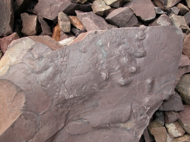 Ichnogenus Ichniotherium at Gast Footprint Site