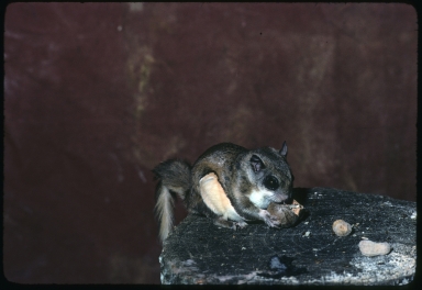 Southern  Flying Squirrel