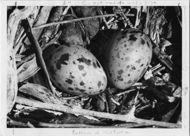 Swallow-tailed Eggs