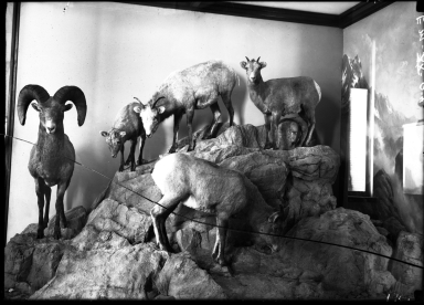 Old Big Horn Sheep Group