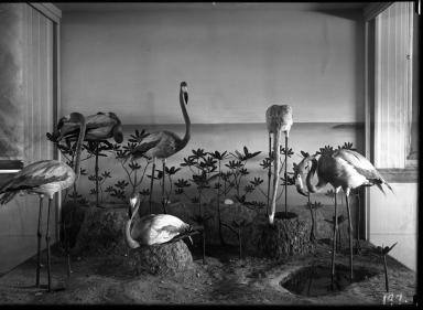 Old Flamingo Group