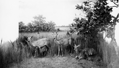 Pampas Deer group