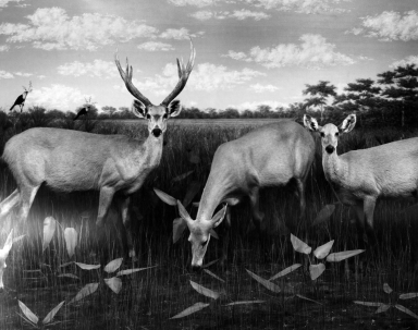 South American Marsh Deer Group