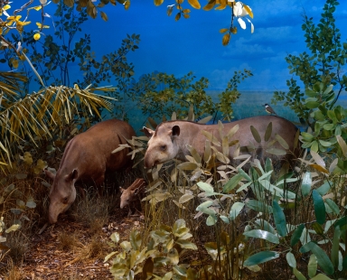 Tapirs in South American diorama