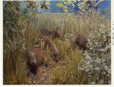 Capybara in South America diorama