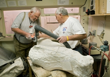 Working in Paleo Lab on Bison Skull from Snomastadon Excavation