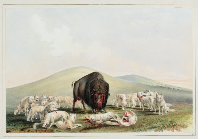 Buffalo Hunt. White Wolves Attacking a Buffalo Bull.