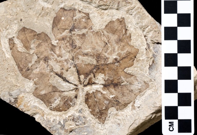 Fossil Leaf, PC004