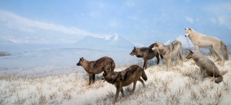 Alaska Grey Wolves