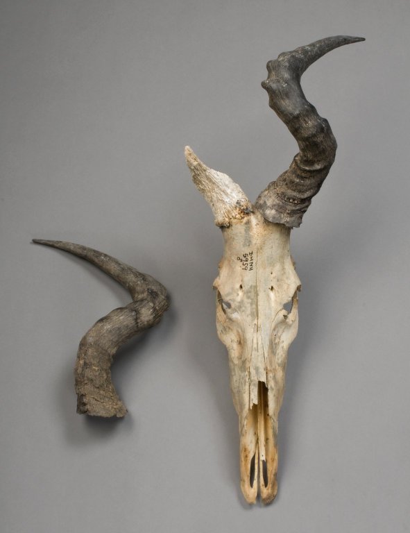 alcelaphus buselaphus skull and antlers.