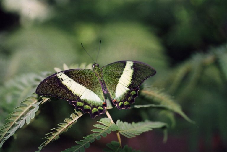 Close up of green butterfly on leaves