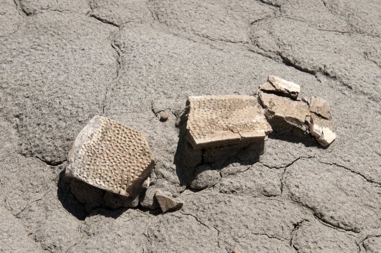 Pieces of recently excavated turtle shell are displayed on the harsh Kaiparowits soil.