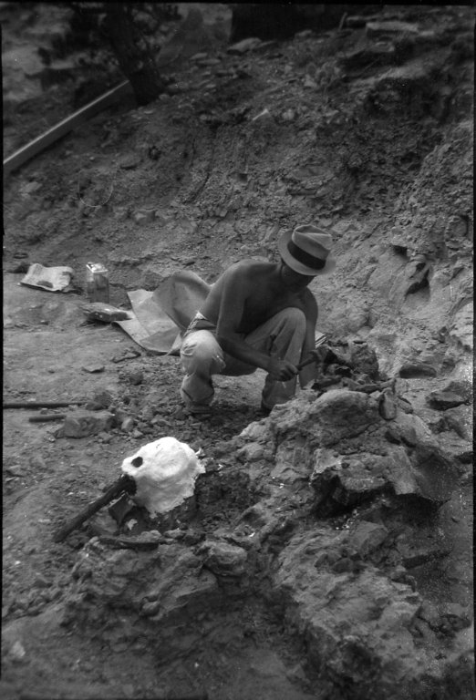Excavation of Stegosaurus from Garden Park, Colorado