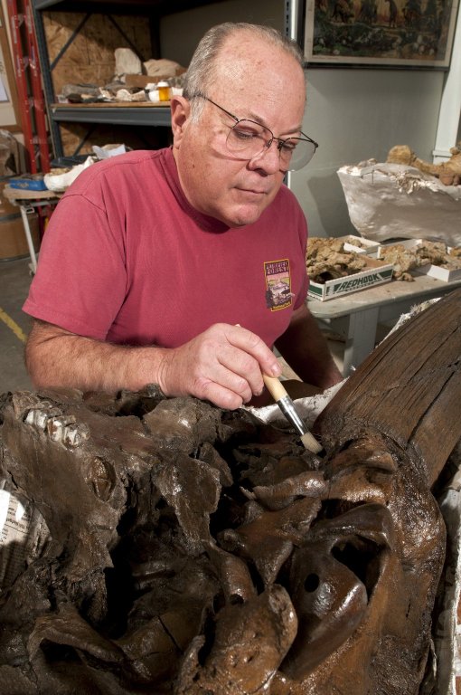 Fossil Specimens in the Paleontology Lab