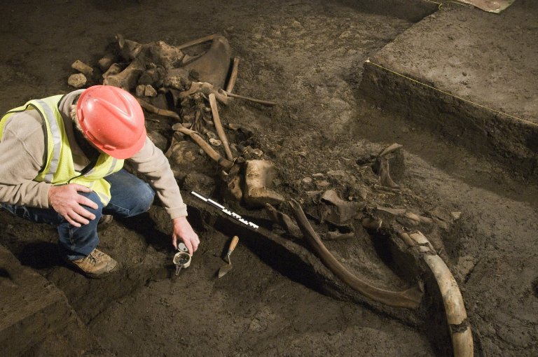 Snowmastodon Excavation, Juvenile mammoth