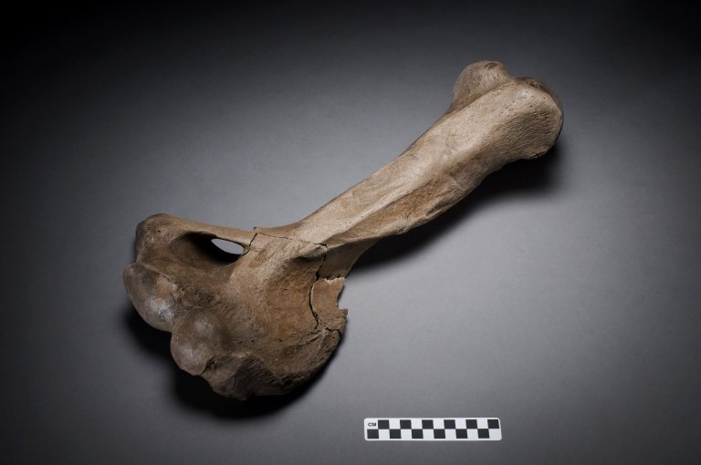 Megalonyx, Giant Sloth Humerus with Ruler