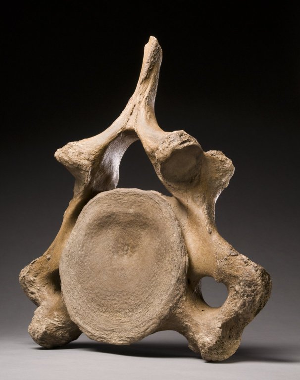 Mastodon vertebra