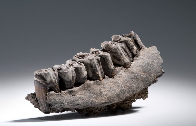 Bison jaw with teeth