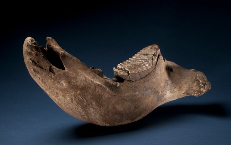 Columbian Mammoth Mandible & Tooth