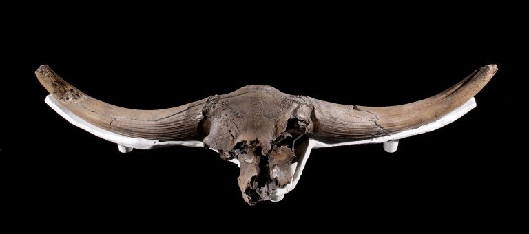 Snowmastodon Specimen, Bison Skull