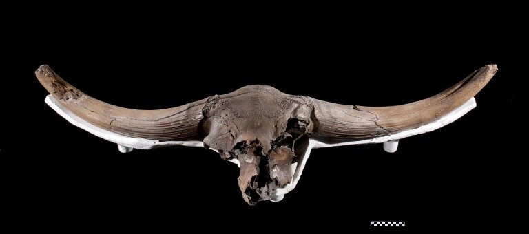 Snowmastodon Specimen, Bison Skull with Ruler