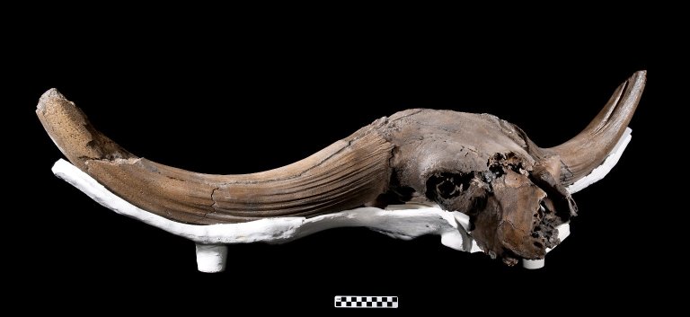 Snowmastodon Specimen, Bison Skull with Ruler