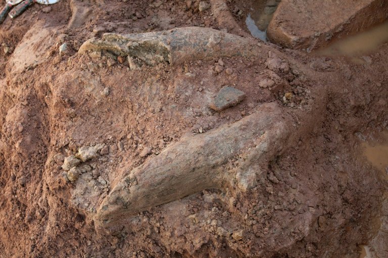 Snowmastodon Excavation, Fossils