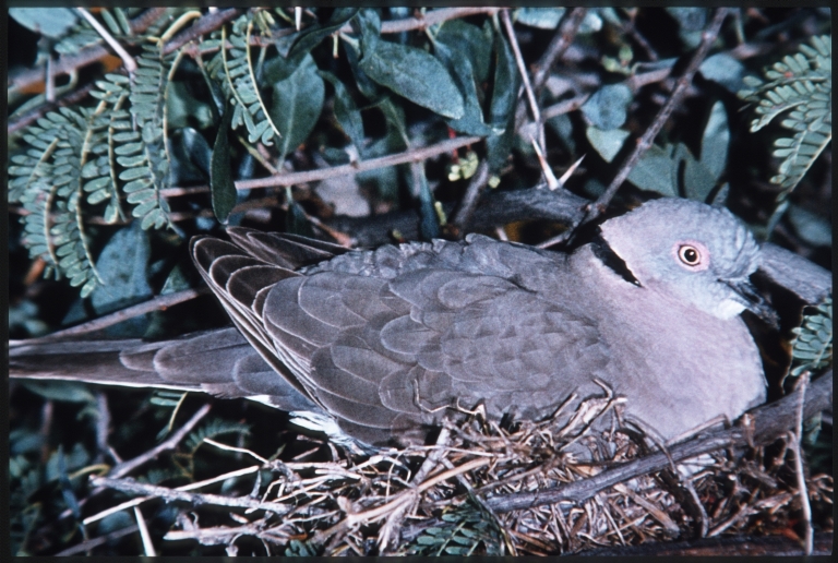 Mourning collared dove