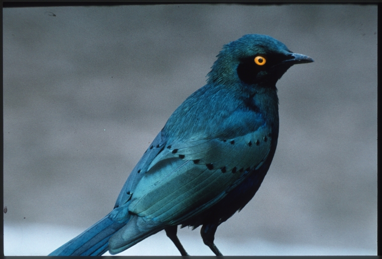 Lesser blue-eared starling