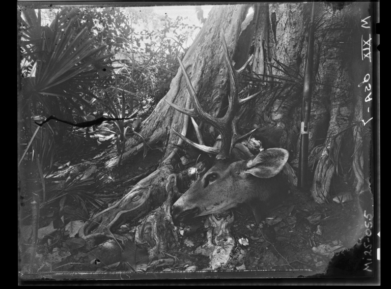 Brazilian Swamp Deer specimen