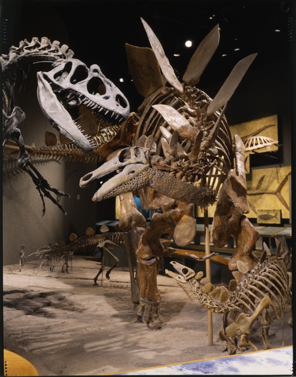 Allosaurus and Stegosaurus
