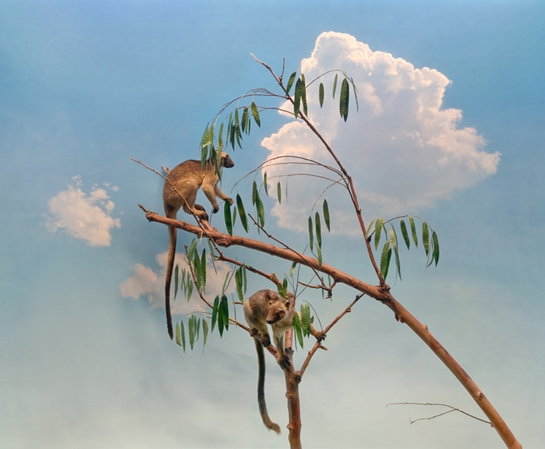 Tree Kangaroo diorama