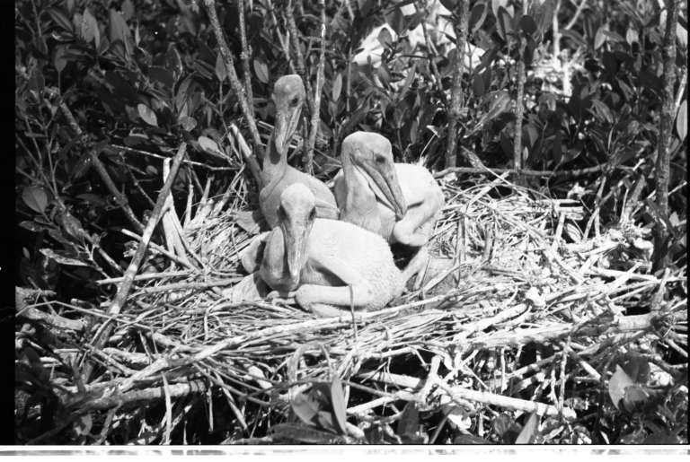 Pelican Nest and Nestlings
