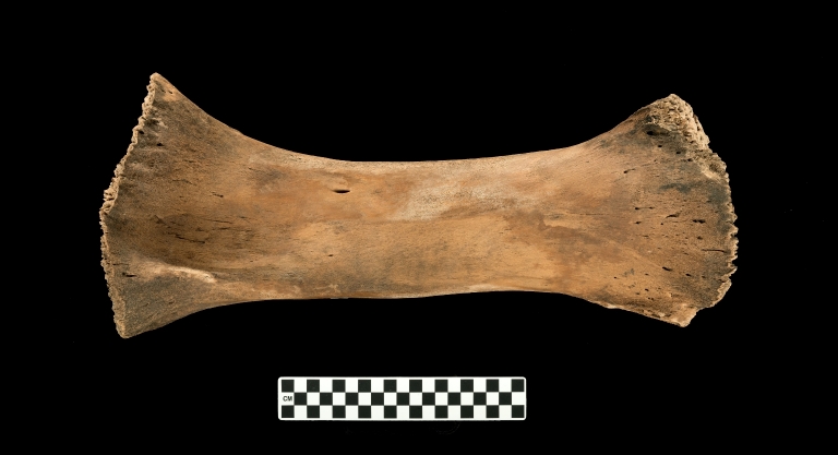 Mammuthus columbi skeleton
