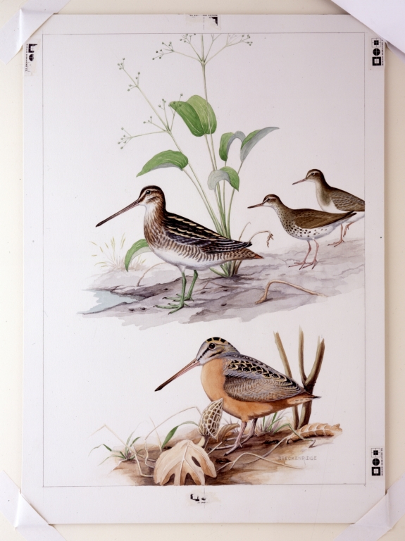 Common Snipe, Spotted Sandpiper, and American Woodcock