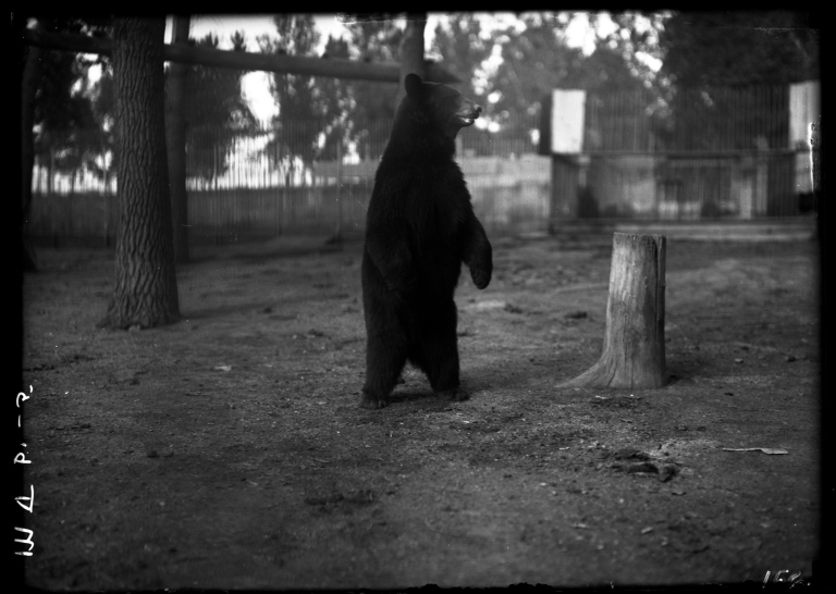 Black bears at the Zoo